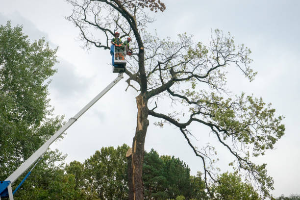 Best Emergency Storm Tree Removal  in Moundville, AL